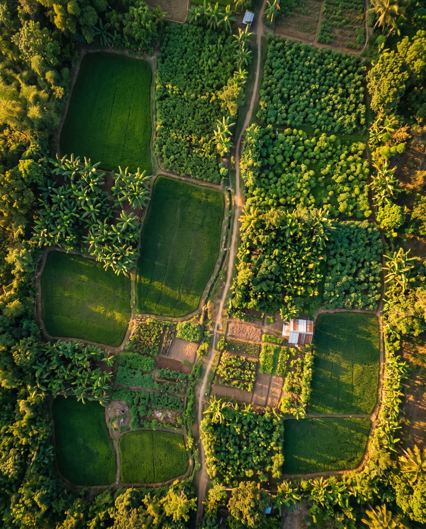 A patchwork of Filipino farm plots seen from above