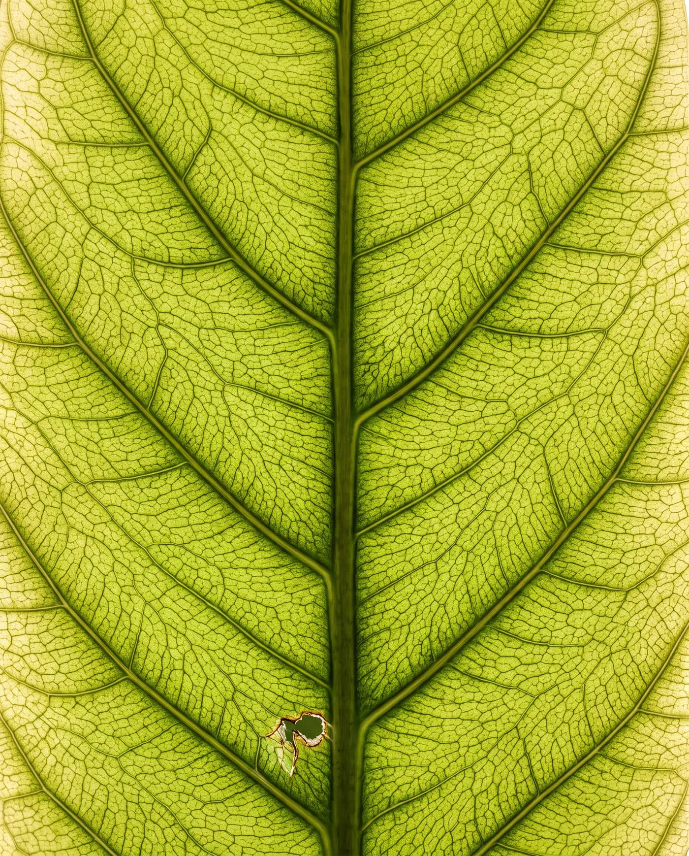 The branching veins of a leaf lit from behind