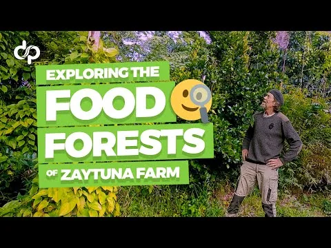 Exploring the Food Forests of Zaytuna Farm