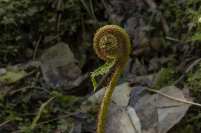 Illustrative photograph: a young fern unfurling