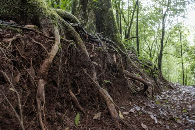 Illustrative photograph: exposed tree roots and leaf litter along a natural forest bank