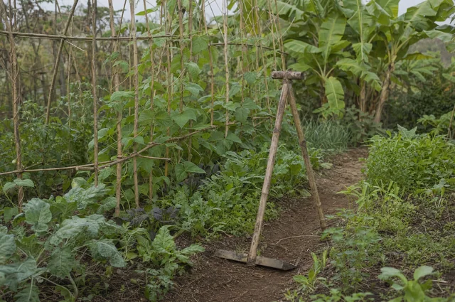 Illustrative photograph: bamboo tools and a trellis in a working garden