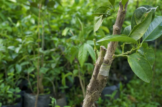 Illustrative photograph: a healed citrus graft and new leaves