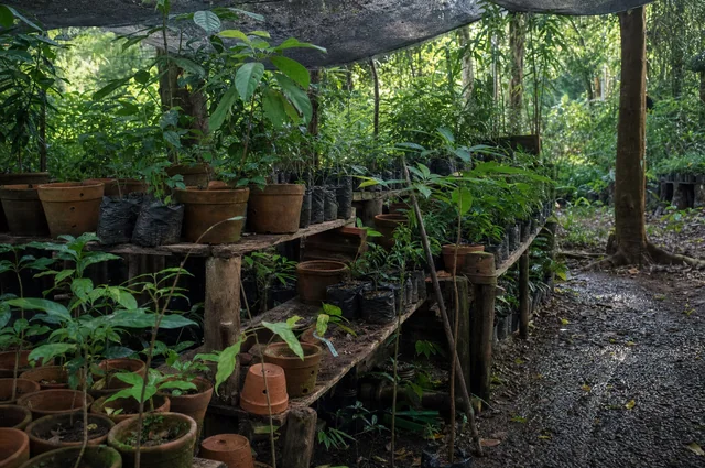 Illustrative photograph: young plants in a small tropical nursery